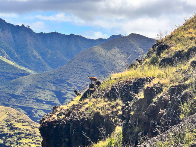 Mountain goats found along the Aka Pu’u O Hulu trail